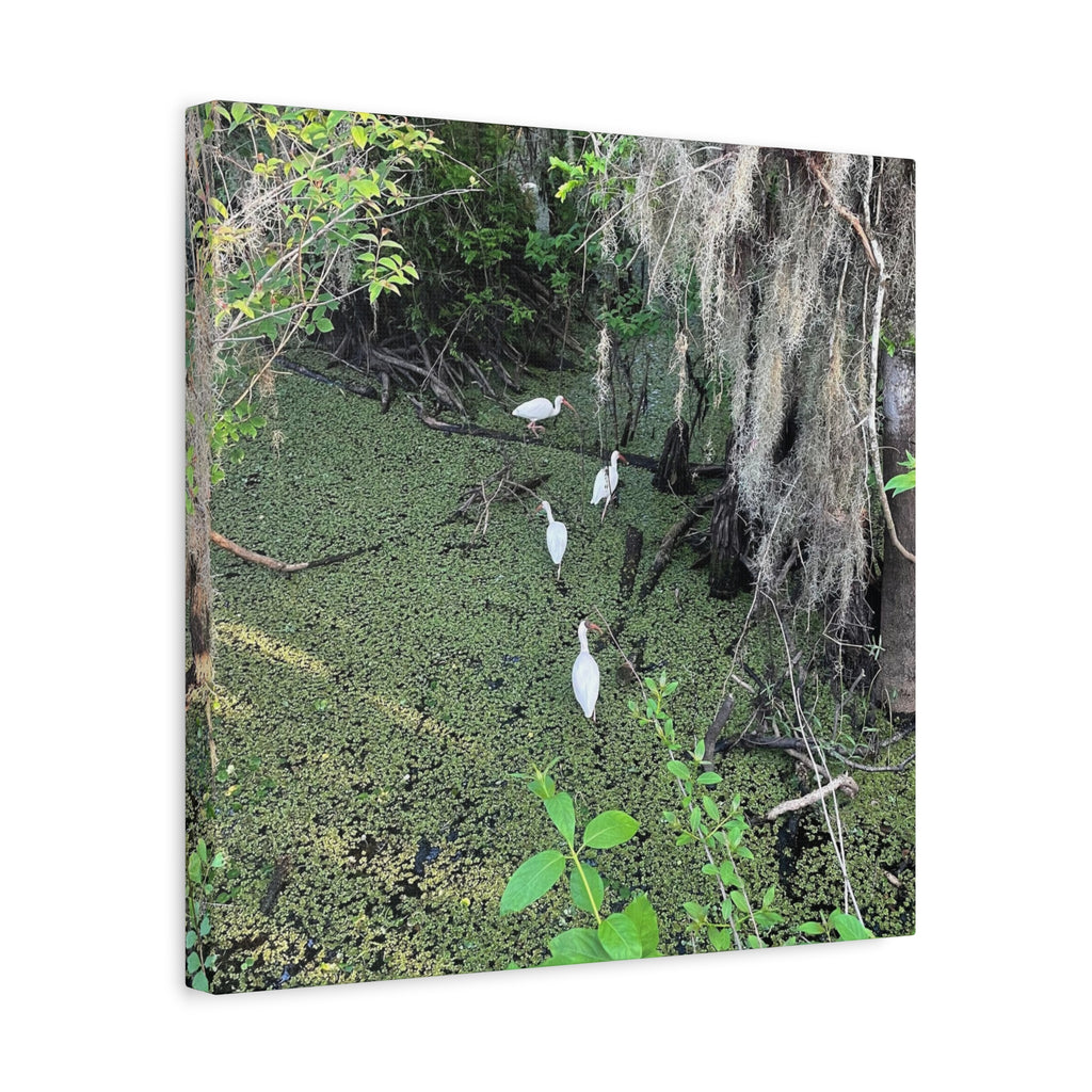 Swamp Egrets Canvas Print — Matte Stretched Nature Wall Art