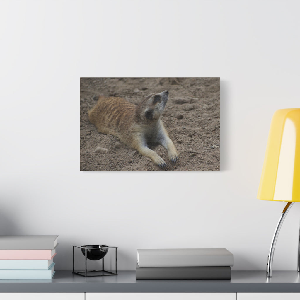 Meerkat Stretch Canvas Wall Art – Relaxed Desert Wildlife Print