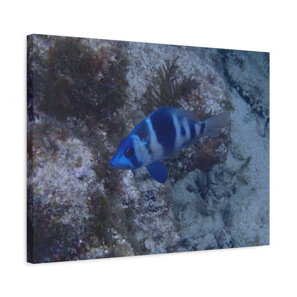 Indigo Hamlet Canvas Print — Underwater Matte Stretched Wall Art