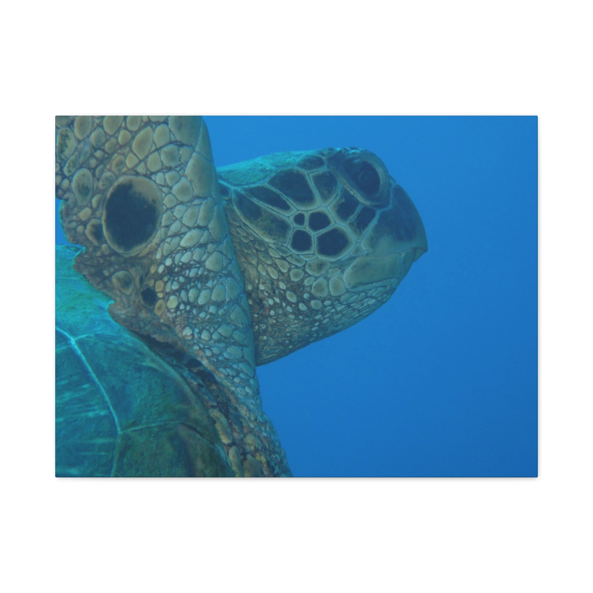 Green Sea Turtle Wall Canvas — Matte Stretched Ocean Photography Art