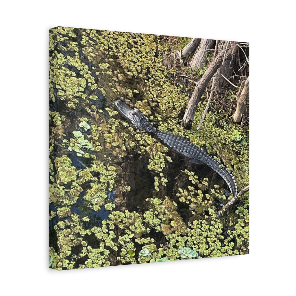 Alligator Photography Canvas Print — Matte Stretched Wall Art