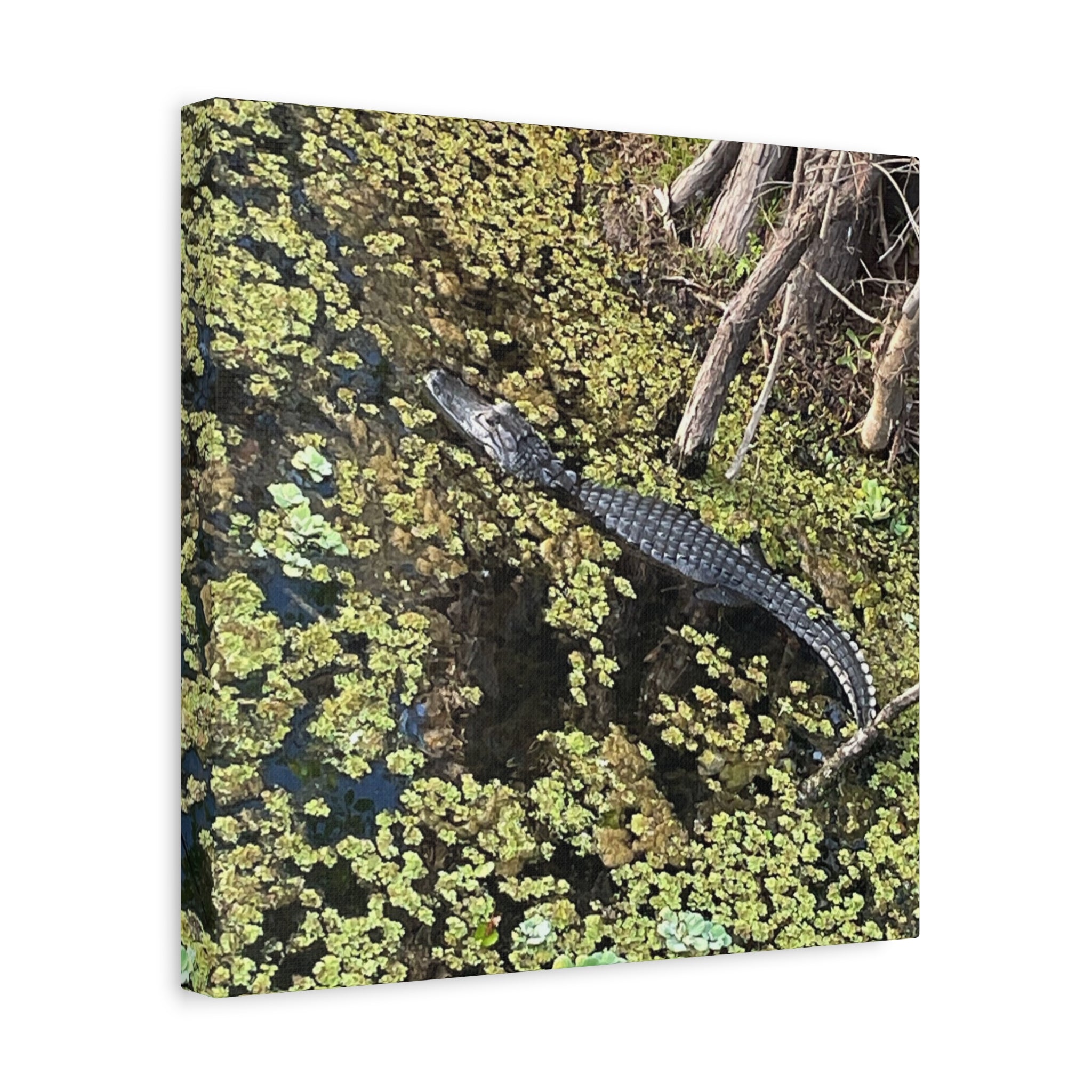 Alligator Photography Canvas Print — Matte Stretched Wall Art