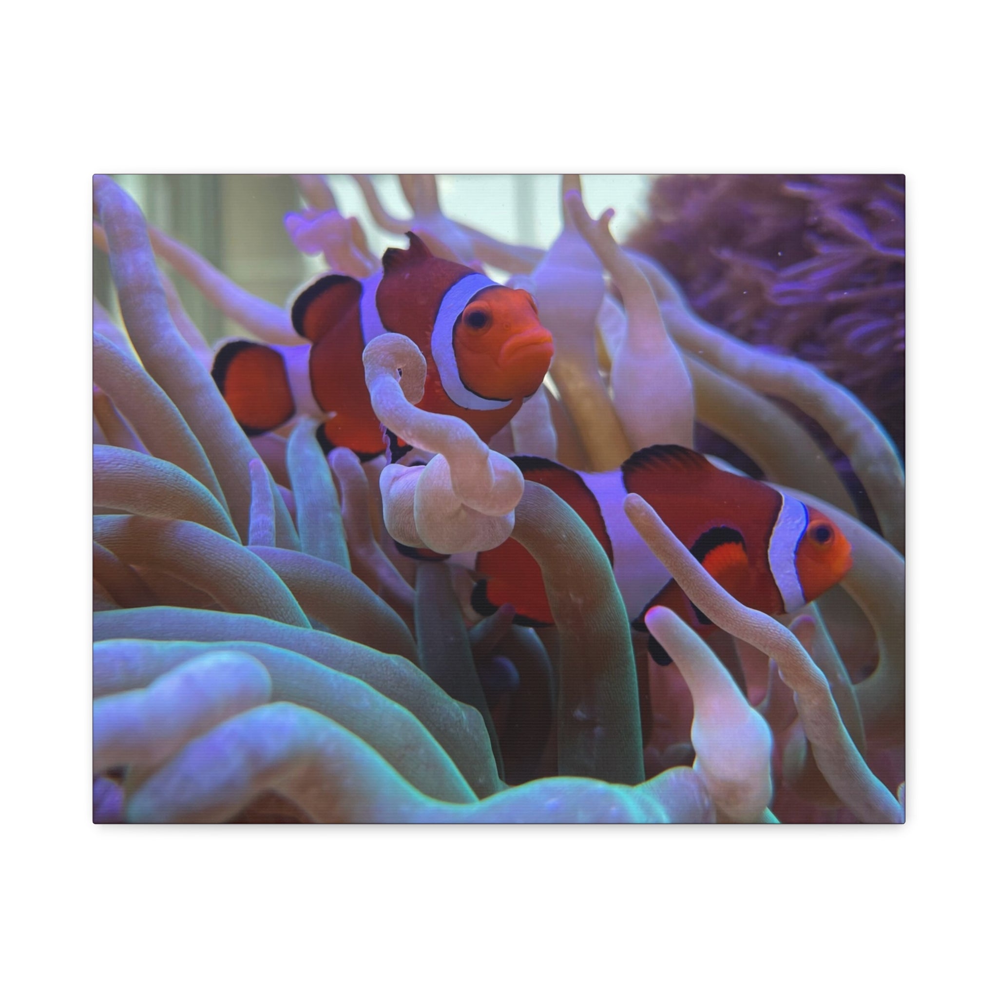 Clownfish Reef Matte Stretched Canvas Wall Art