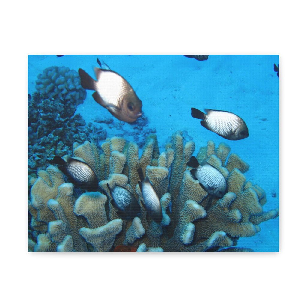Underwater Coral Reef Canvas Wall Art — Tropical Fish Matte Stretched Canvas