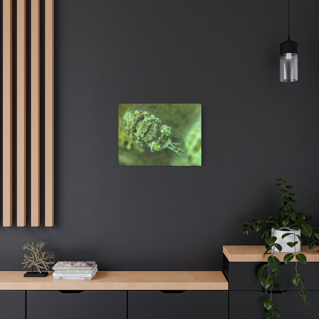 Dwarf Cuttlefish Canvas Print — Matte Stretched Sea Life Wall Art