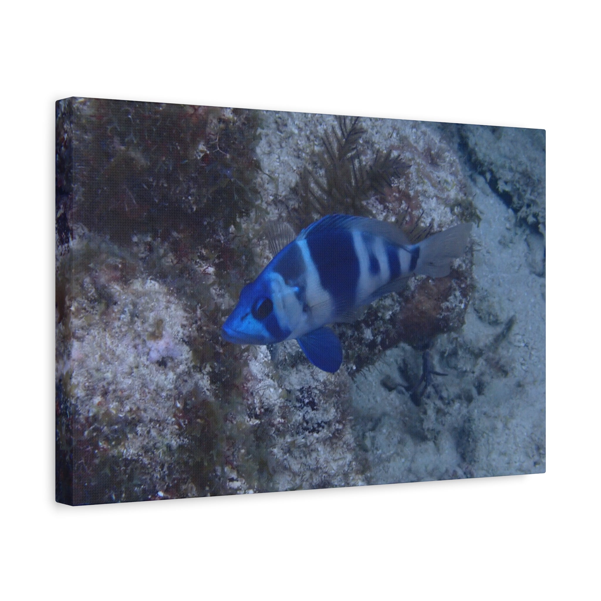 Indigo Hamlet Canvas Print — Underwater Matte Stretched Wall Art