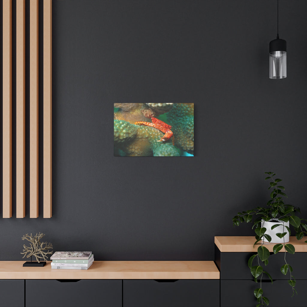 Coral Reef Crab Matte Canvas Print — Underwater Marine Wall Art
