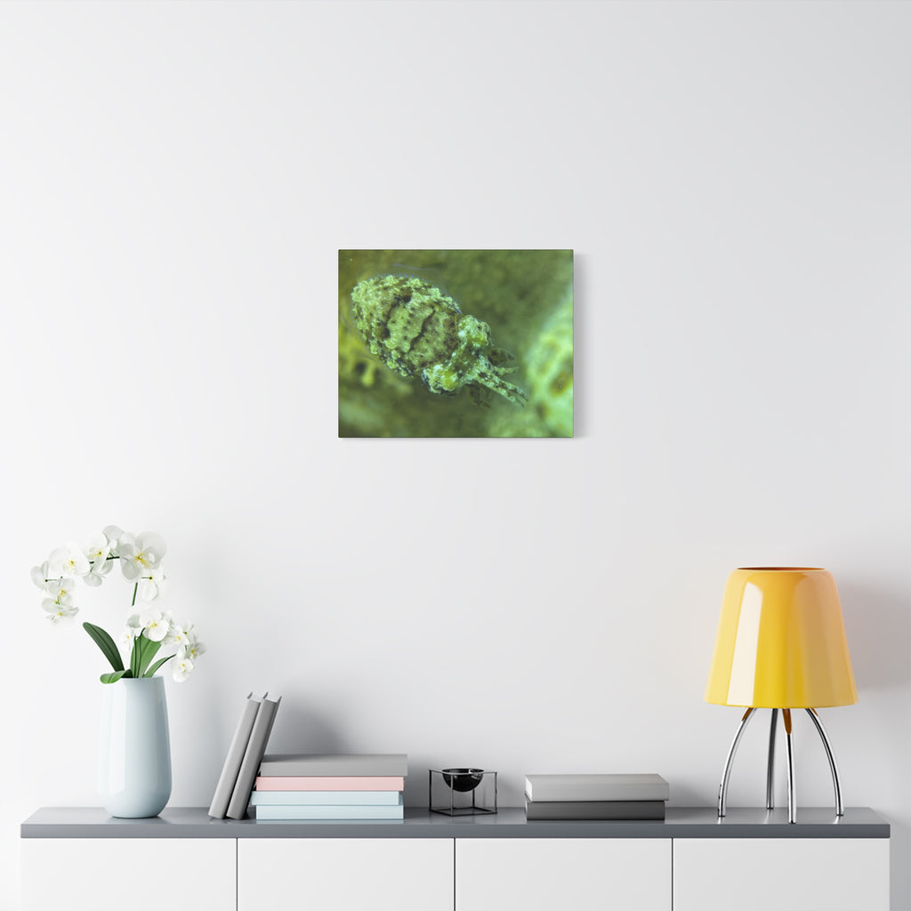 Dwarf Cuttlefish Canvas Print — Matte Stretched Sea Life Wall Art