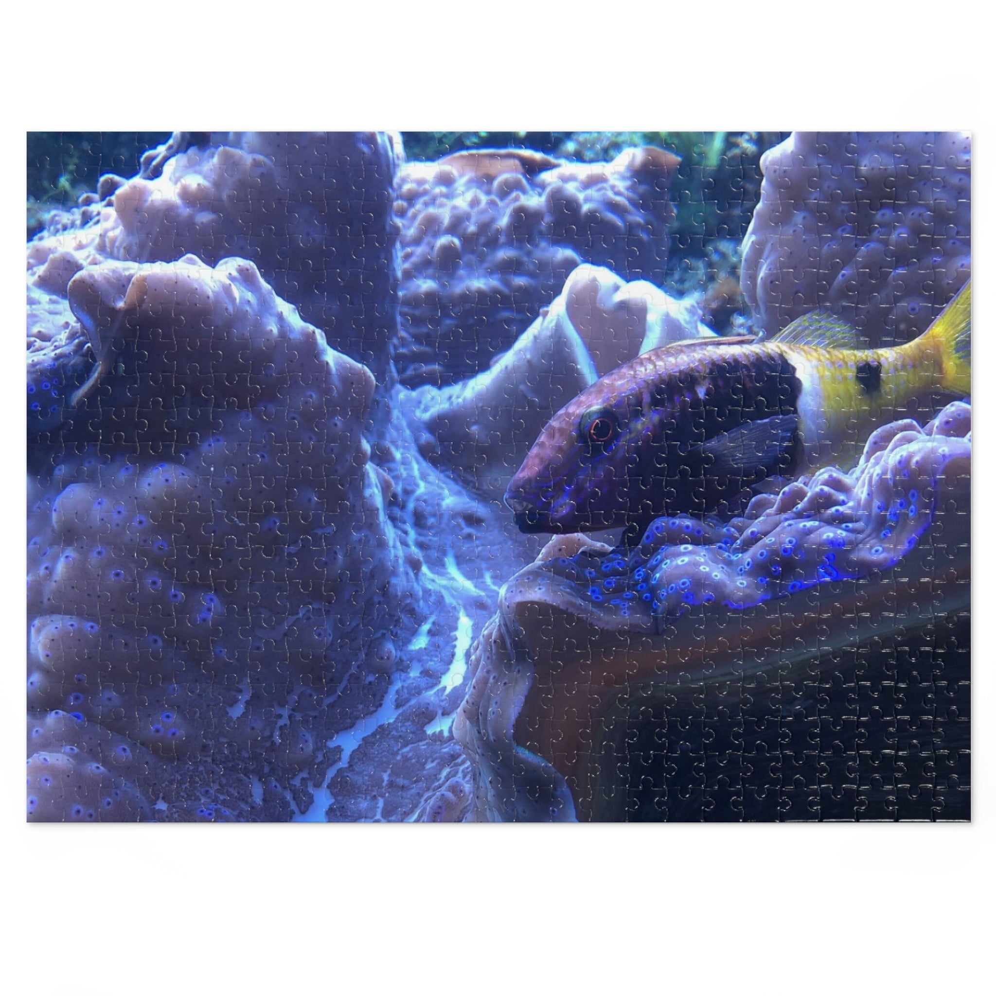 Giant Clam Reef Puzzle — Colorful Jigsaw Puzzle with Tin