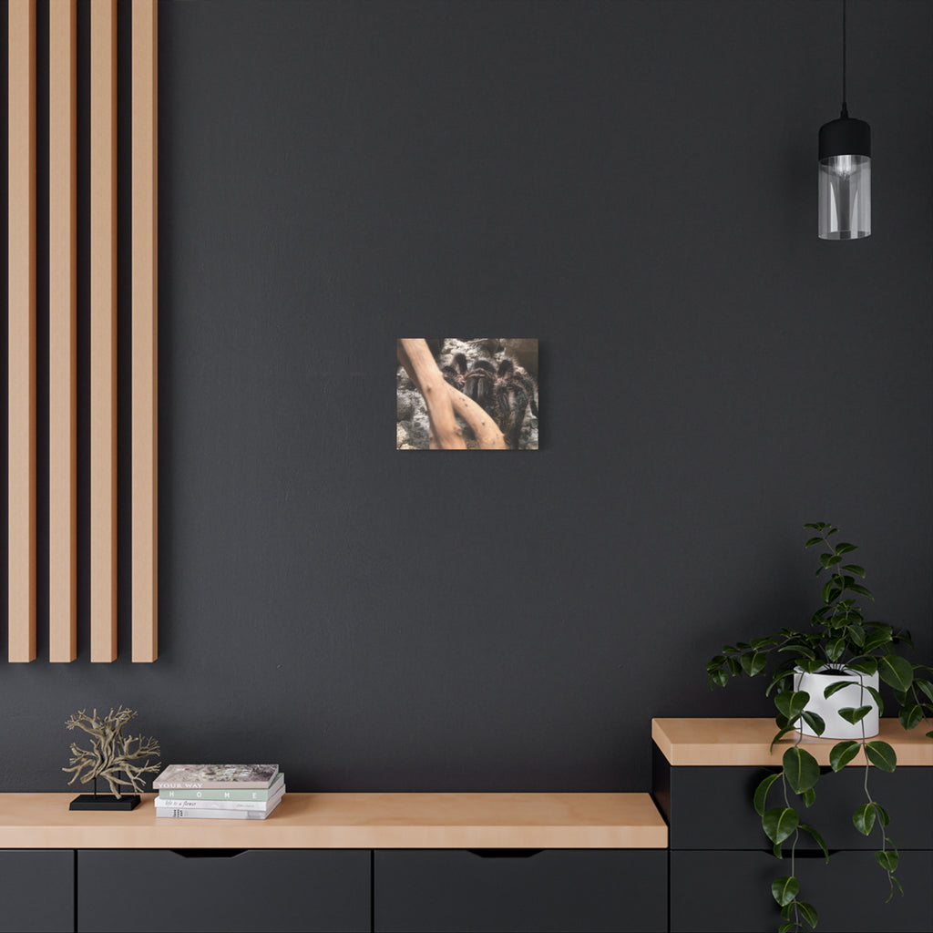 Tarantula Staredown Matte Canvas Print — Naturalistic Arachnid Wall Art