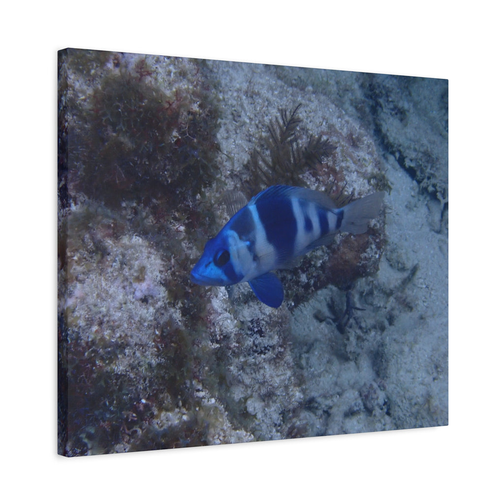 Indigo Hamlet Canvas Print — Underwater Matte Stretched Wall Art
