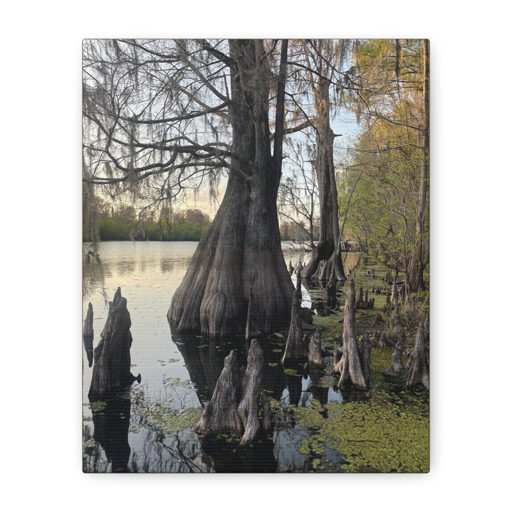 Swamp Matte Stretched Canvas