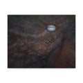 Octopus Eye Matte Canvas Print — Deep Sea Photography Wall Art