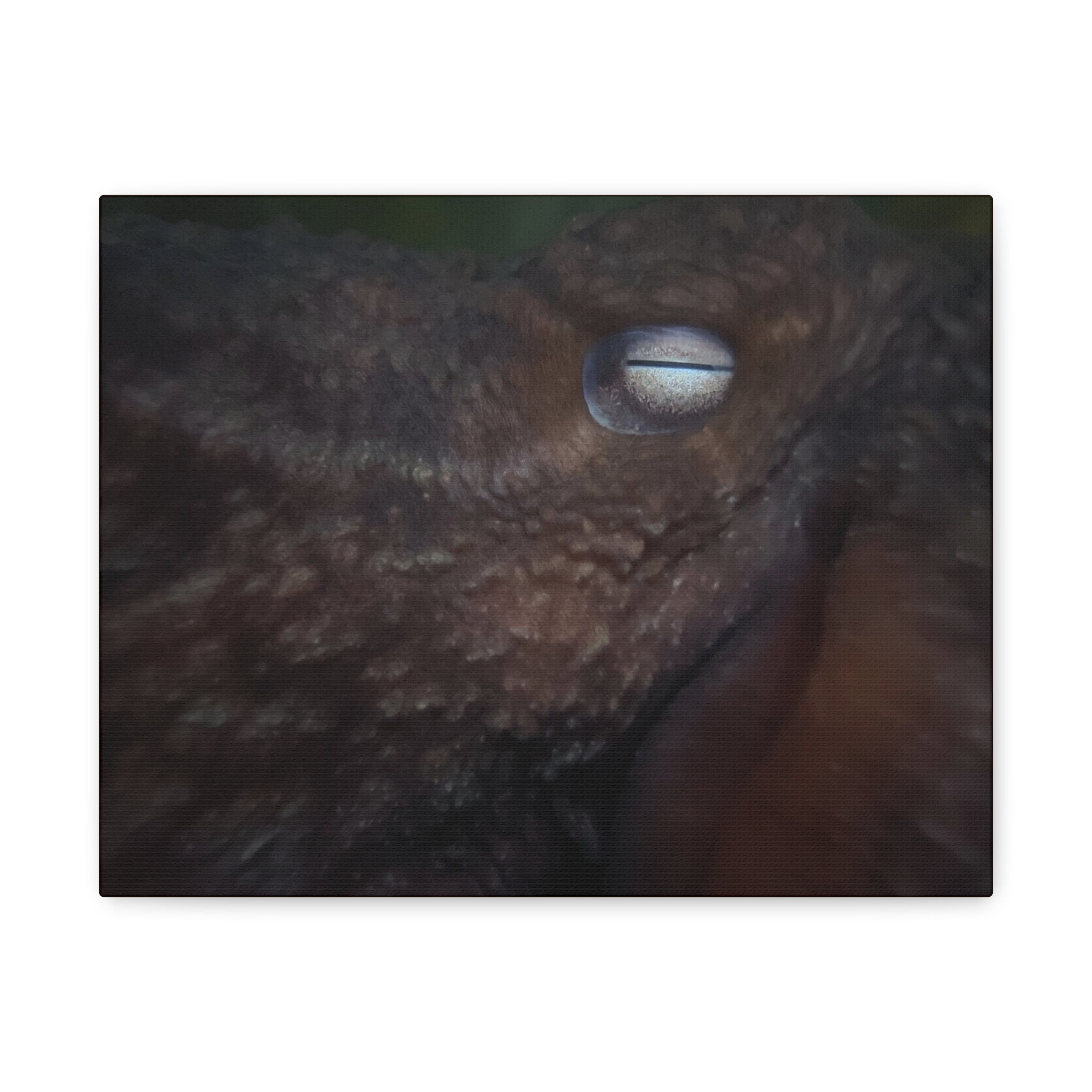 Octopus Eye Matte Canvas Print — Deep Sea Photography Wall Art