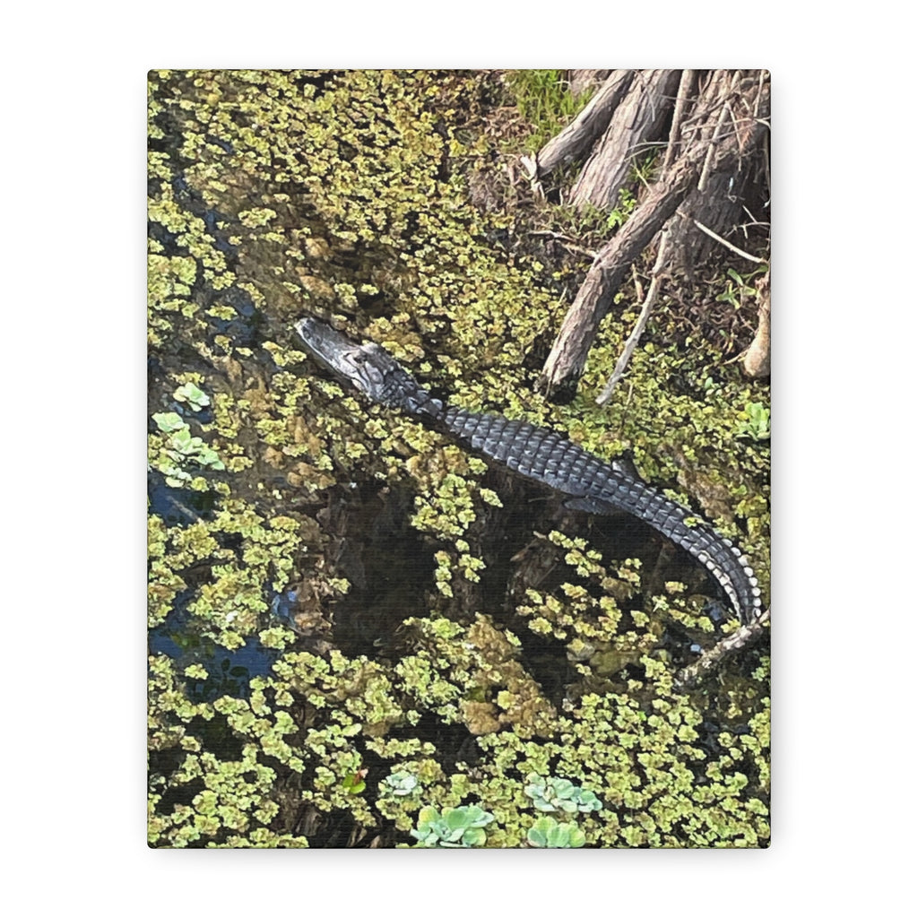 Alligator Photography Canvas Print — Matte Stretched Wall Art