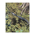 Alligator Photography Canvas Print — Matte Stretched Wall Art