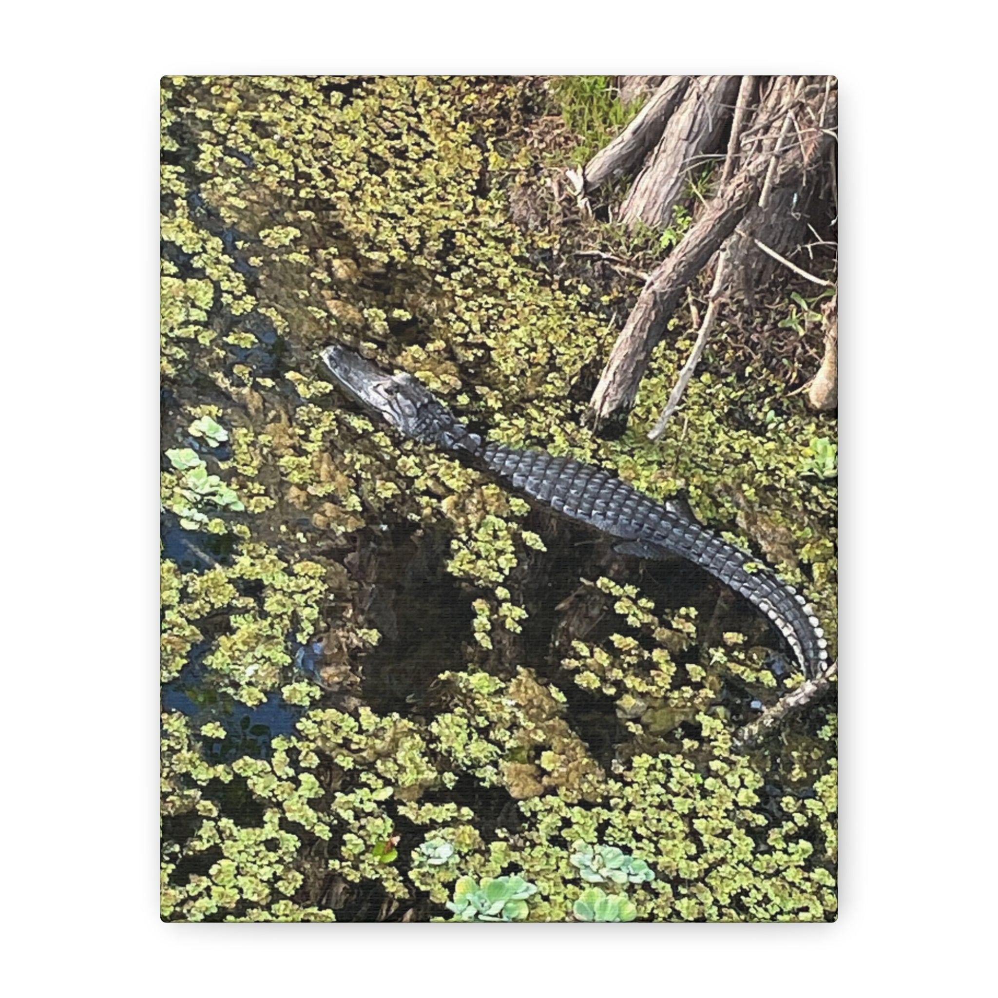 Alligator Photography Canvas Print — Matte Stretched Wall Art