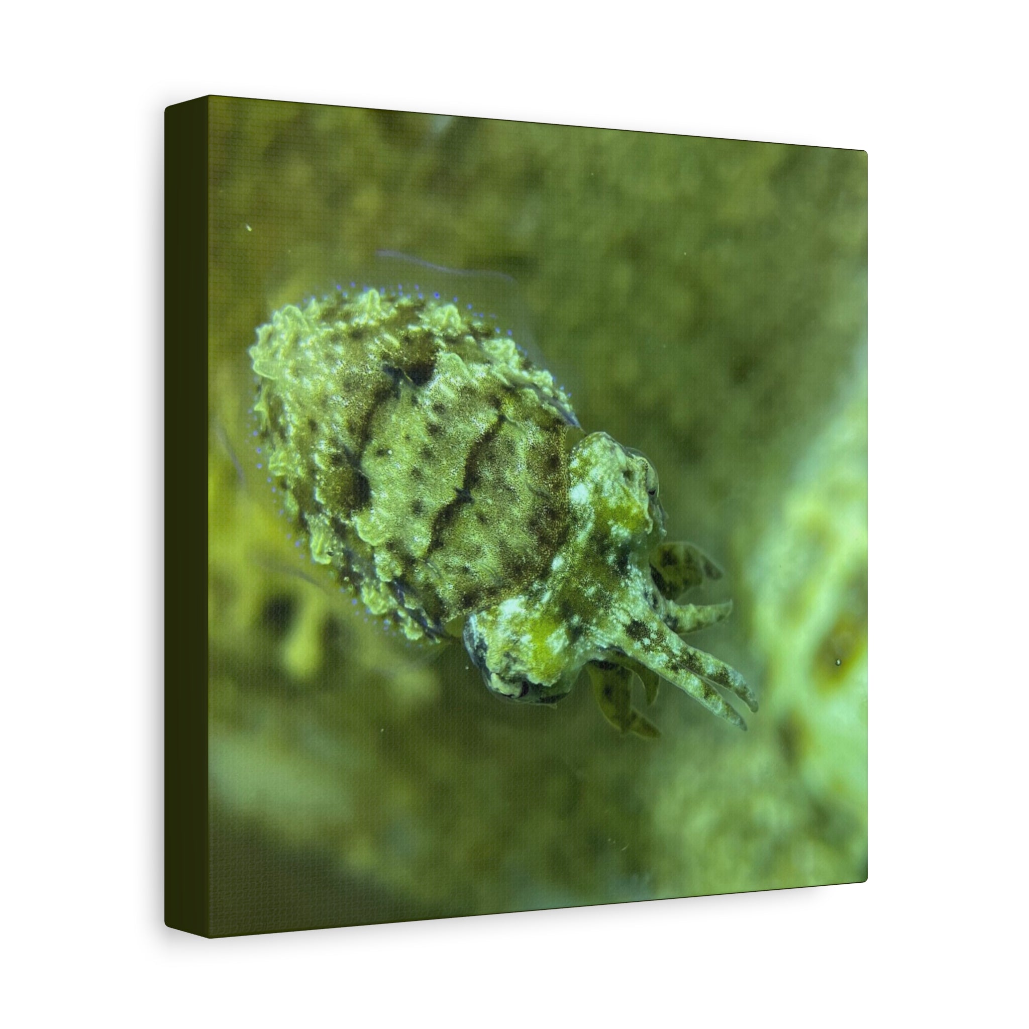 Dwarf Cuttlefish Canvas Print — Matte Stretched Sea Life Wall Art