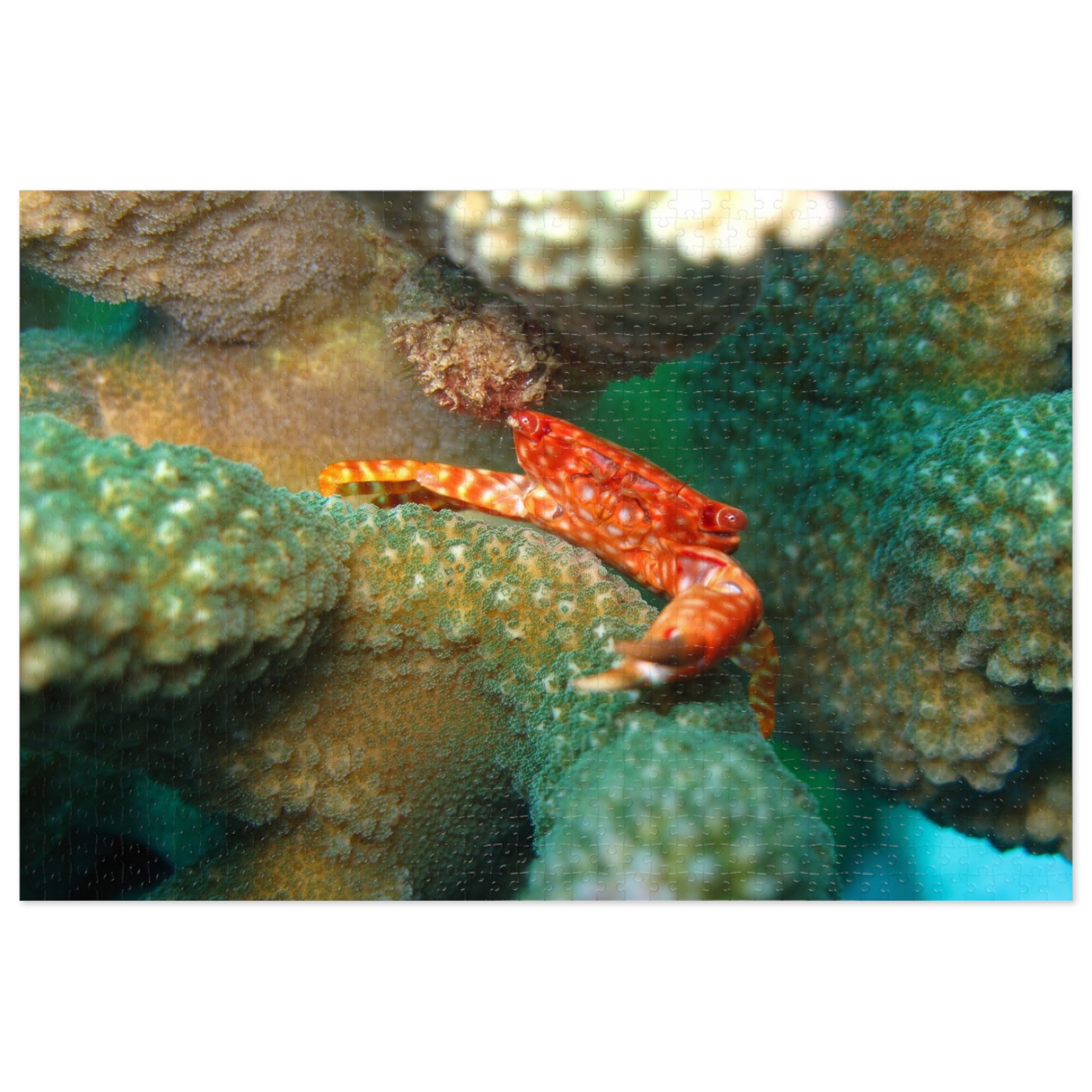 Coral Reef Crab Jigsaw Puzzle (with Tin) — Ocean Puzzle Gift