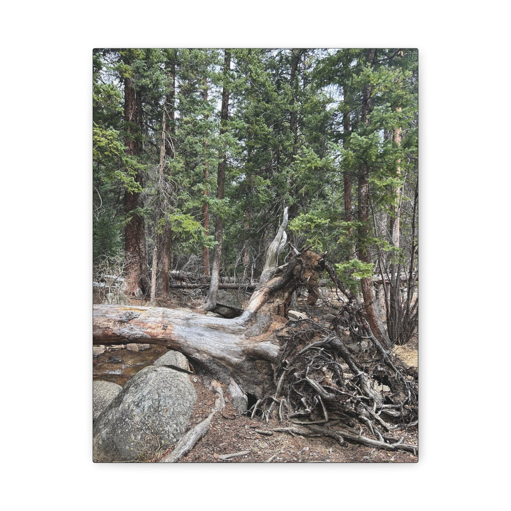 Forest Rootscape Matte Canvas Print — Stretched Wall Art