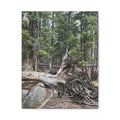 Forest Rootscape Matte Canvas Print — Stretched Wall Art
