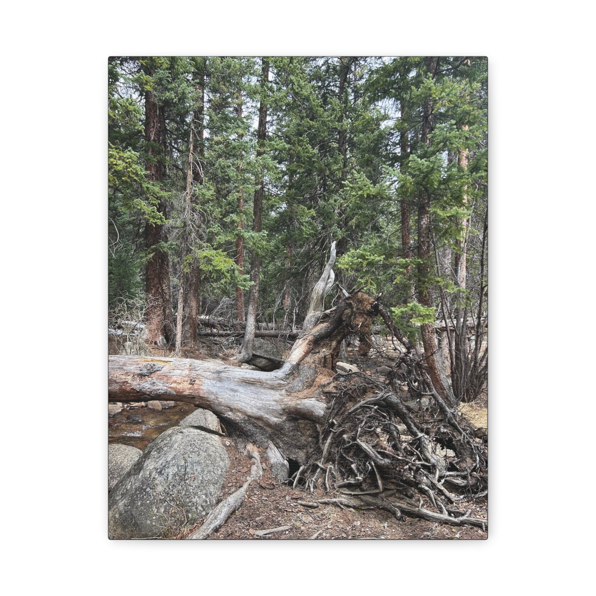 Forest Rootscape Matte Canvas Print — Stretched Wall Art