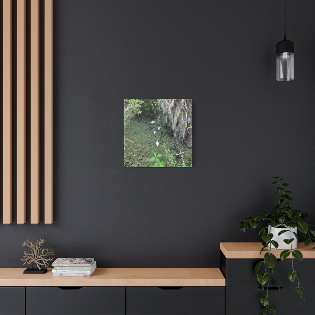 Swamp Egrets Canvas Print — Matte Stretched Nature Wall Art