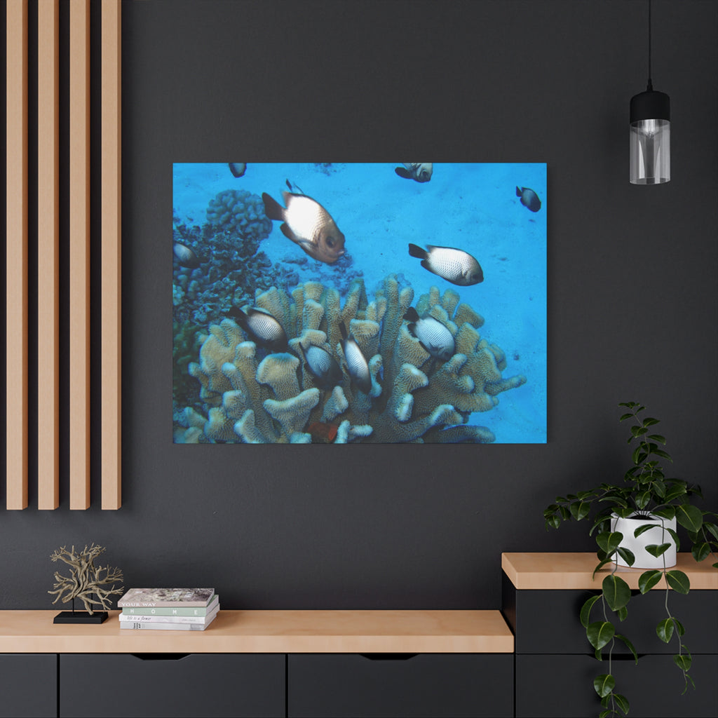 Underwater Coral Reef Canvas Wall Art — Tropical Fish Matte Stretched Canvas