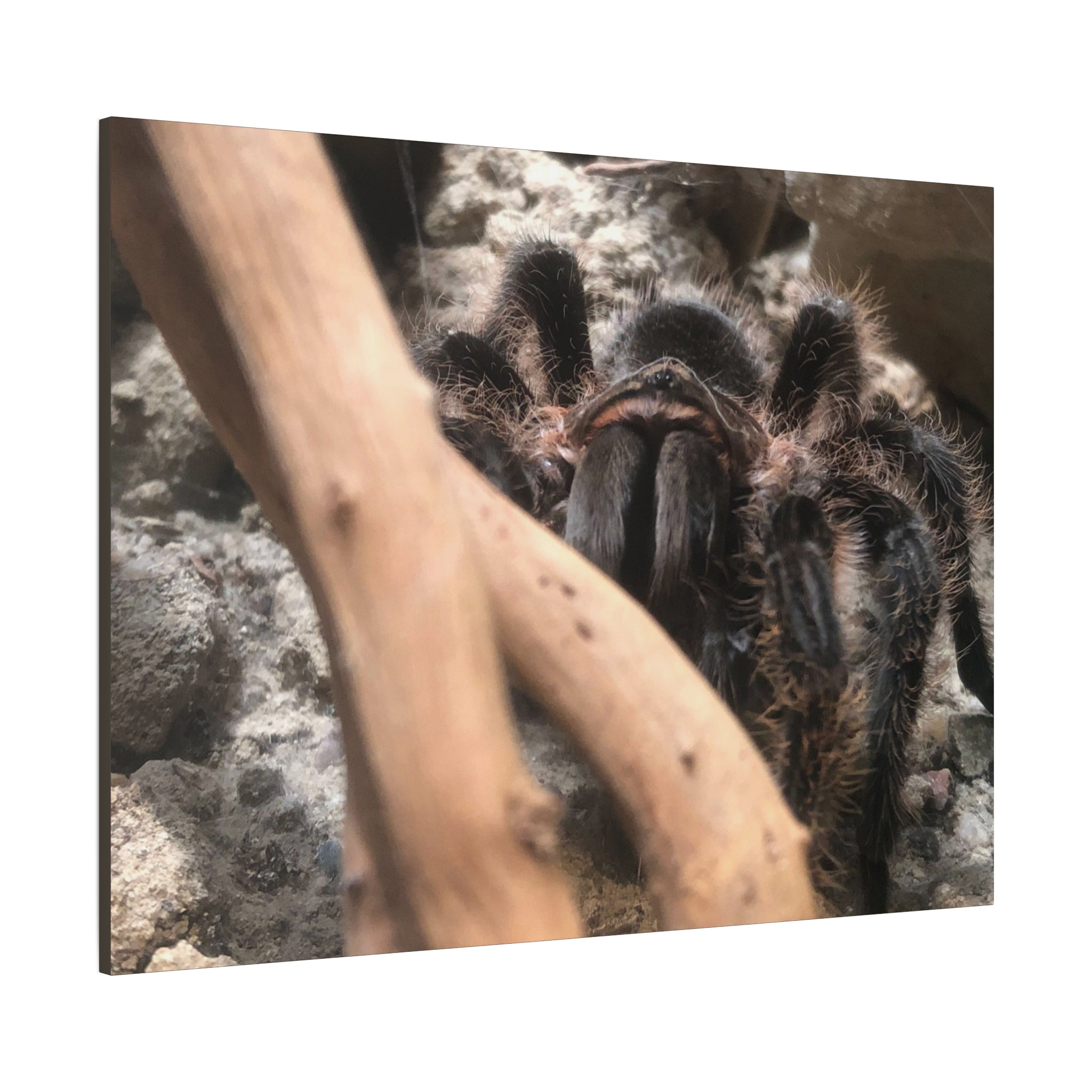 Tarantula Staredown Matte Canvas Print — Naturalistic Arachnid Wall Art