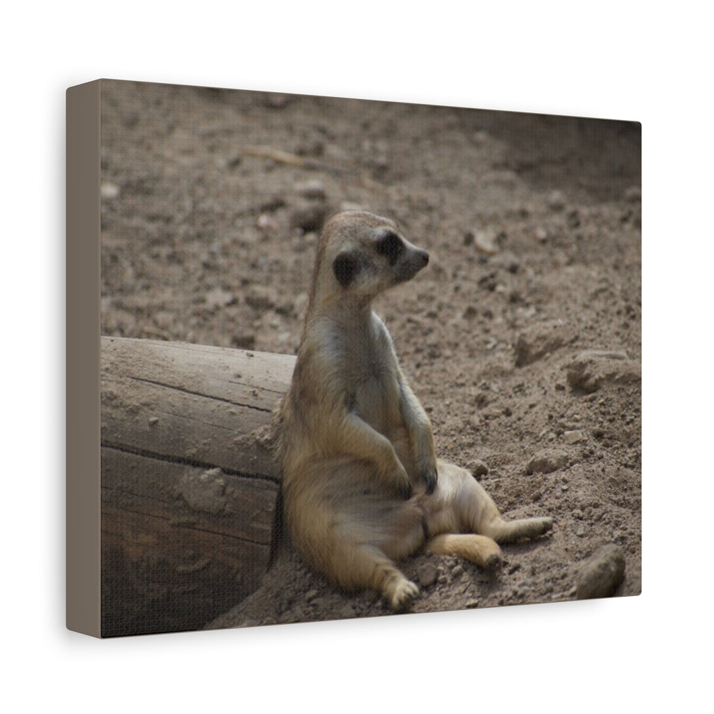 Relaxed Meerkat Matte Canvas Wall Art — Cute Animal Photo Print