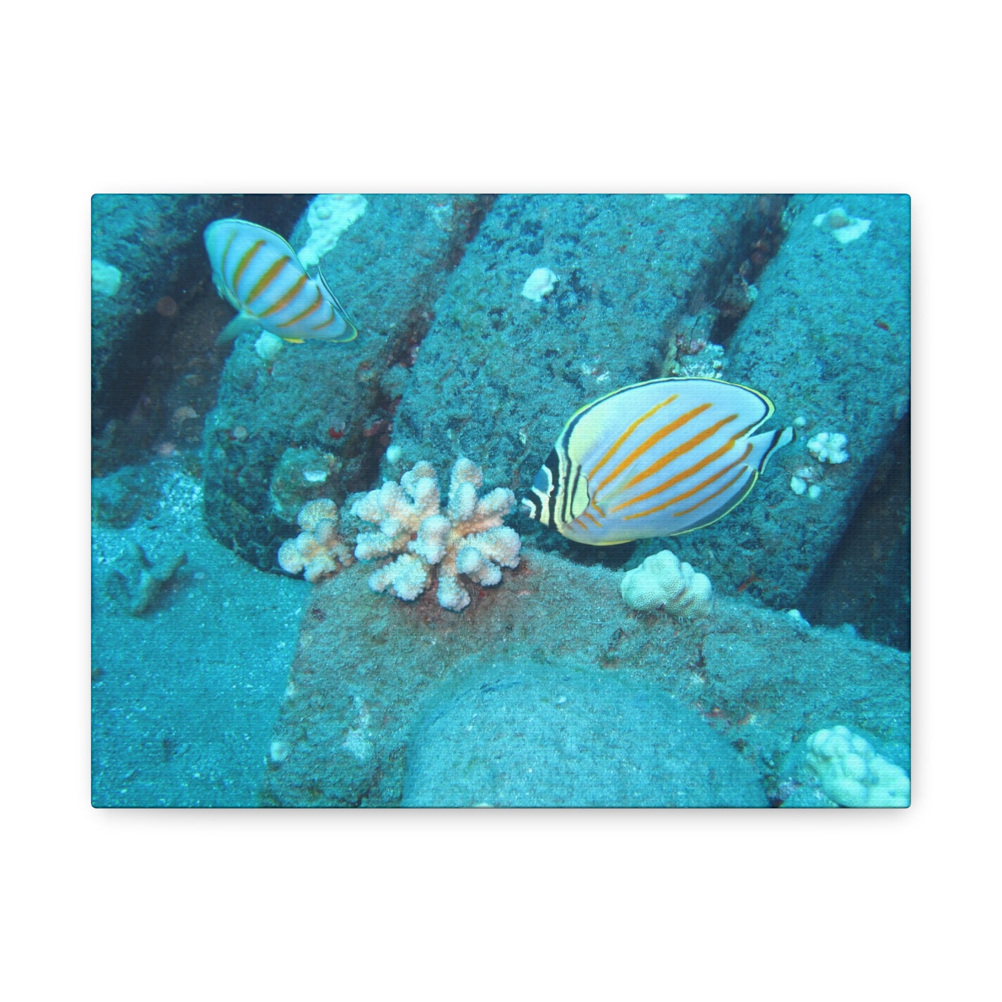 Tropical Butterflyfish Canvas Print — Underwater Coral Reef Wall Art