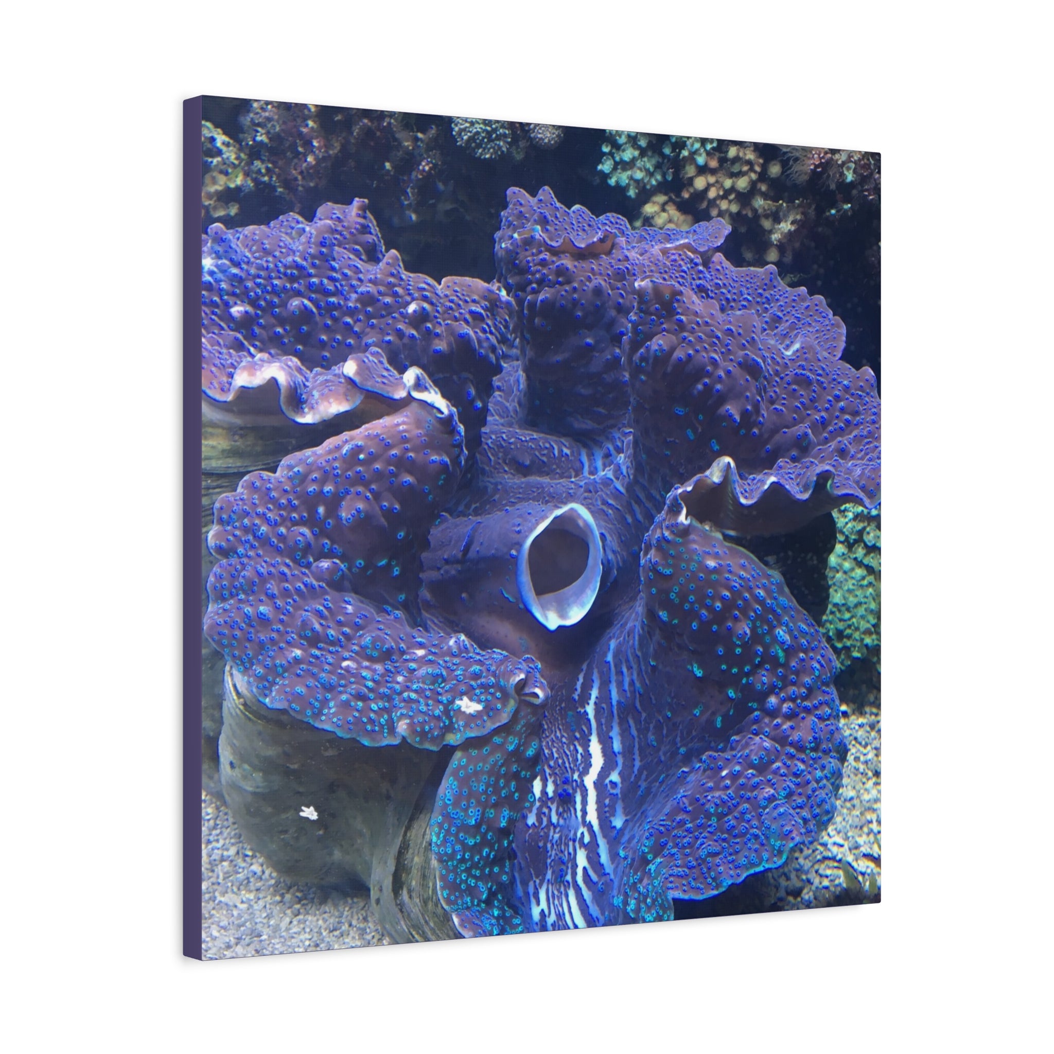 Blue Tridacna Clam Matte Canvas Print — Vibrant Ocean Coral Wall Art