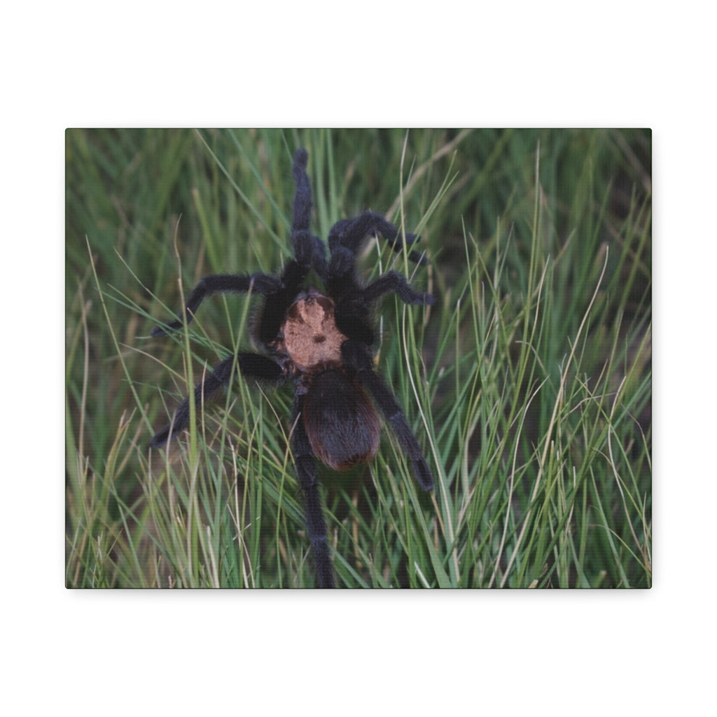 Roaming Tarantula Wall Art Canvas - Realistic Spider Photography on Matte Stretched Canvas