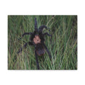 Roaming Tarantula Wall Art Canvas - Realistic Spider Photography on Matte Stretched Canvas