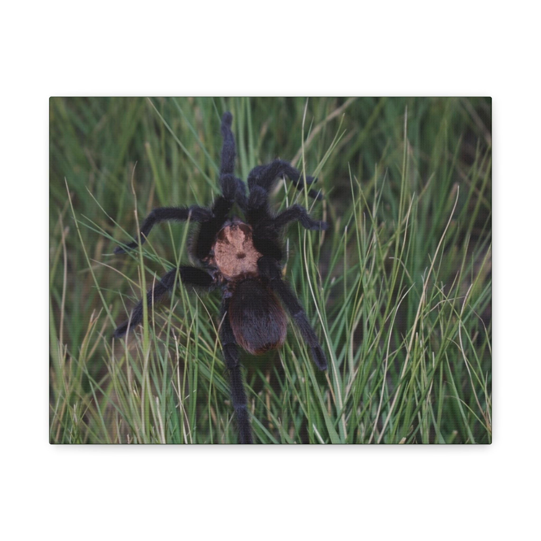Roaming Tarantula Wall Art Canvas - Realistic Spider Photography on Matte Stretched Canvas