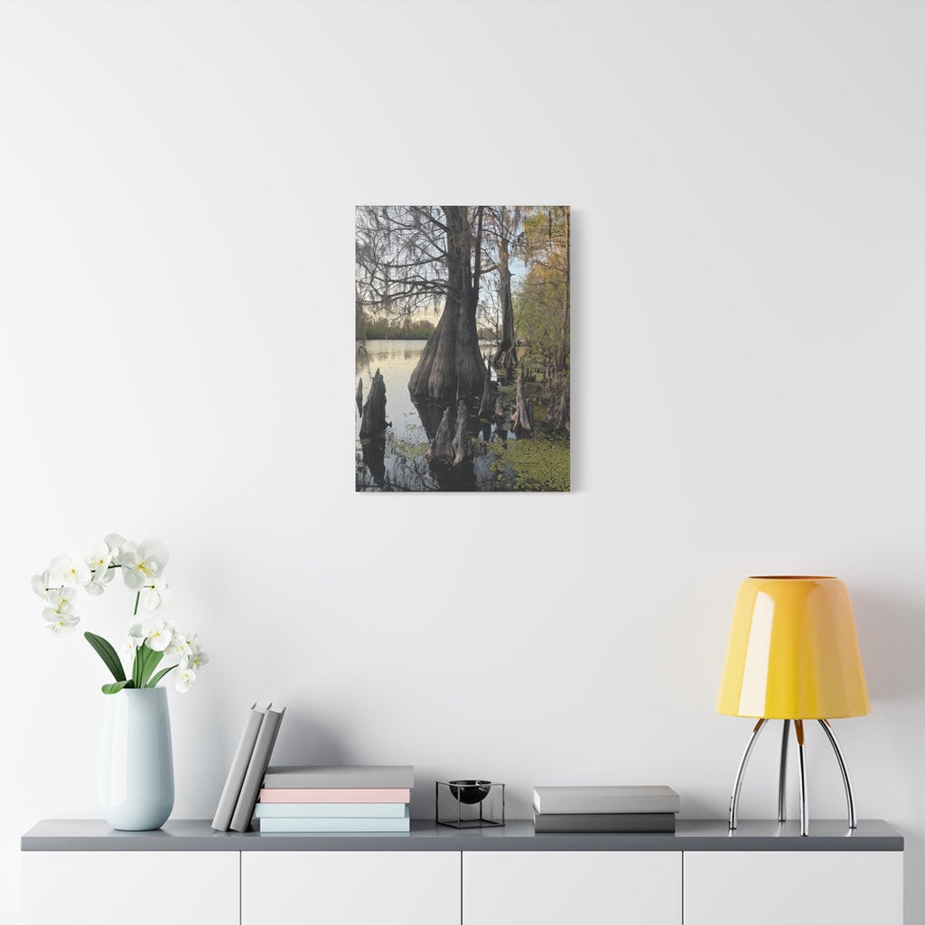 Swamp Matte Stretched Canvas