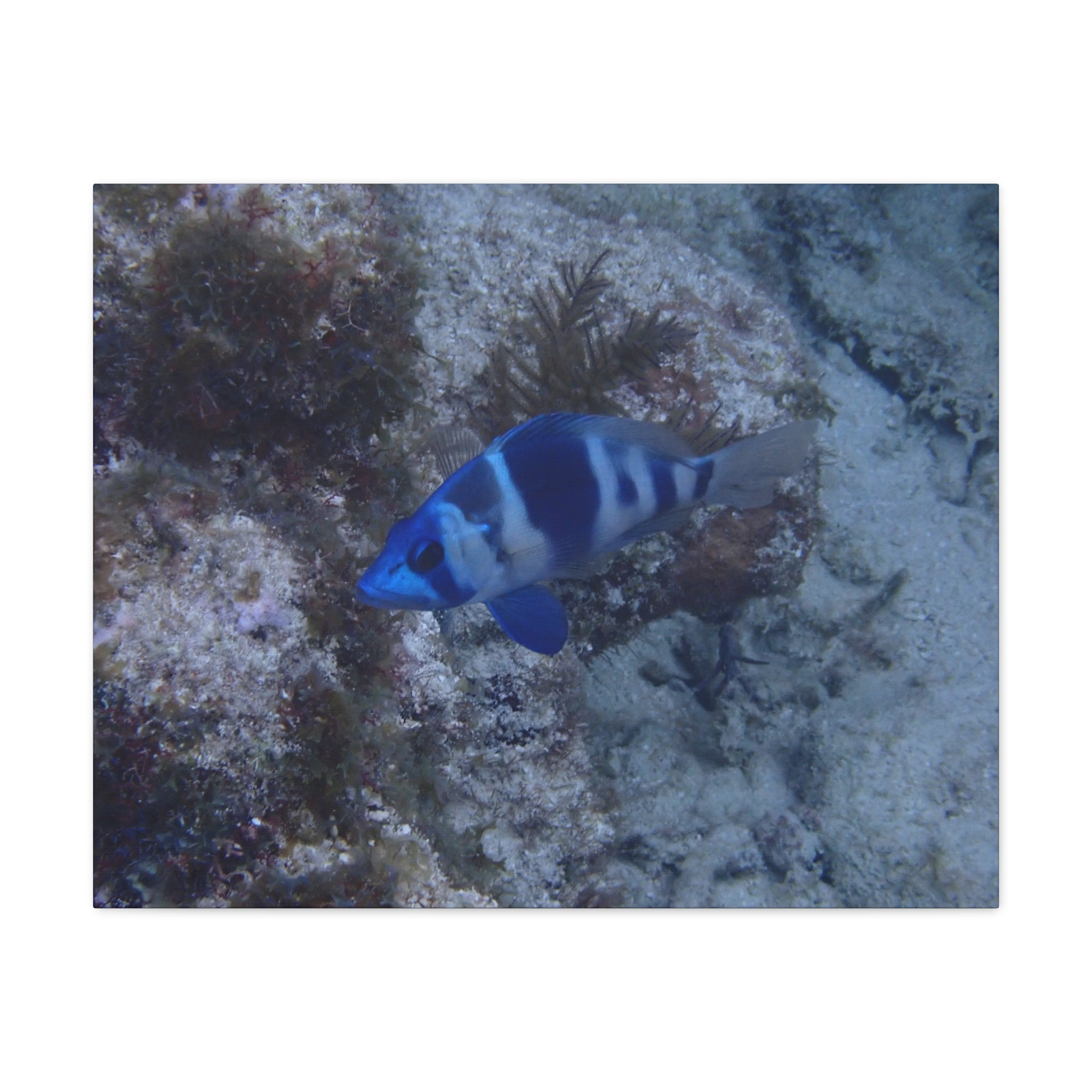 Indigo Hamlet Canvas Print — Underwater Matte Stretched Wall Art