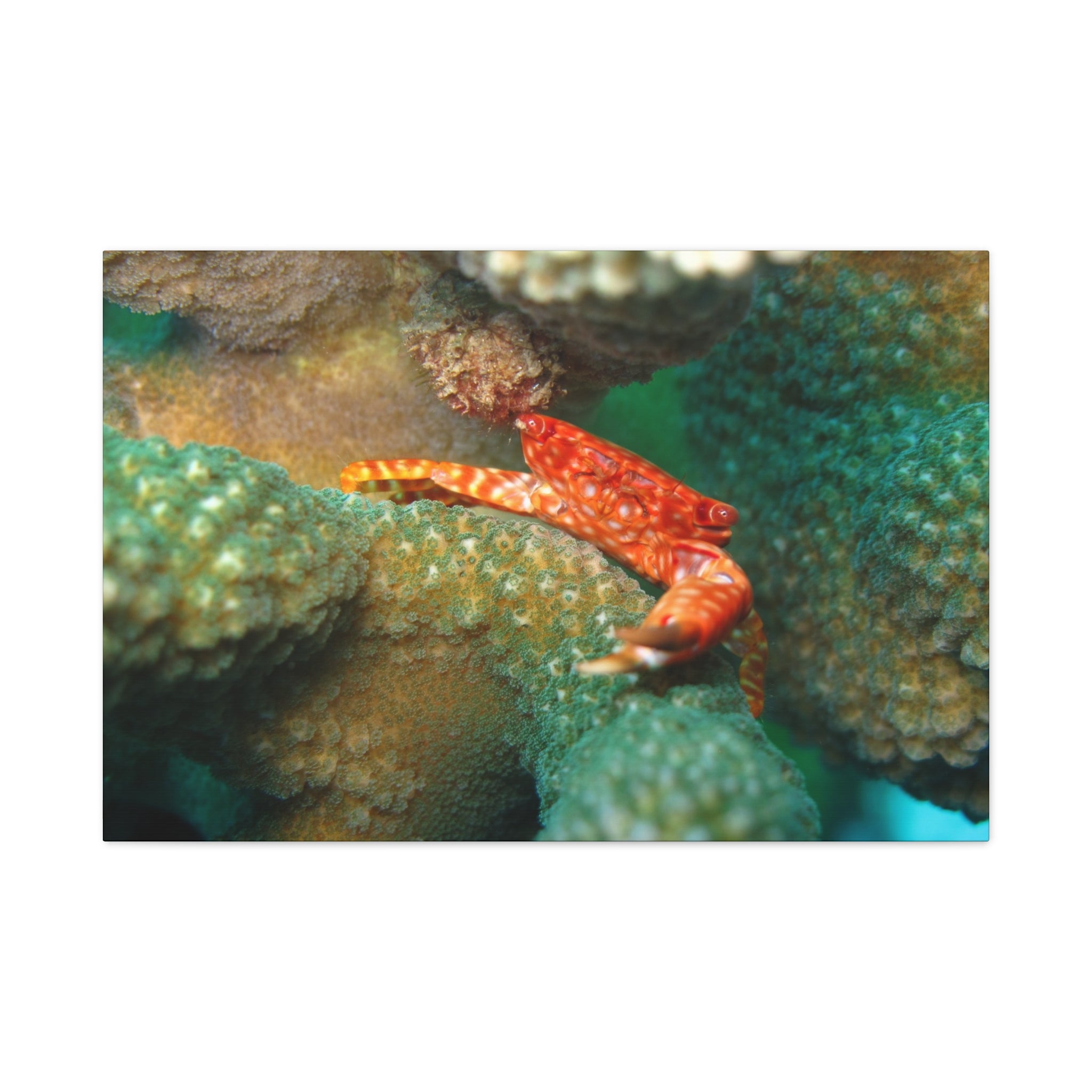 Coral Reef Crab Matte Canvas Print — Underwater Marine Wall Art