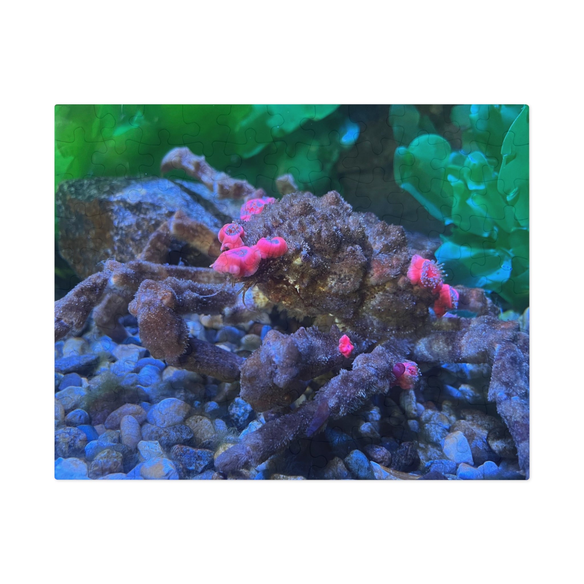 Decorator Crab Jigsaw Puzzle — Marine Life Puzzle with Colorful Anemones