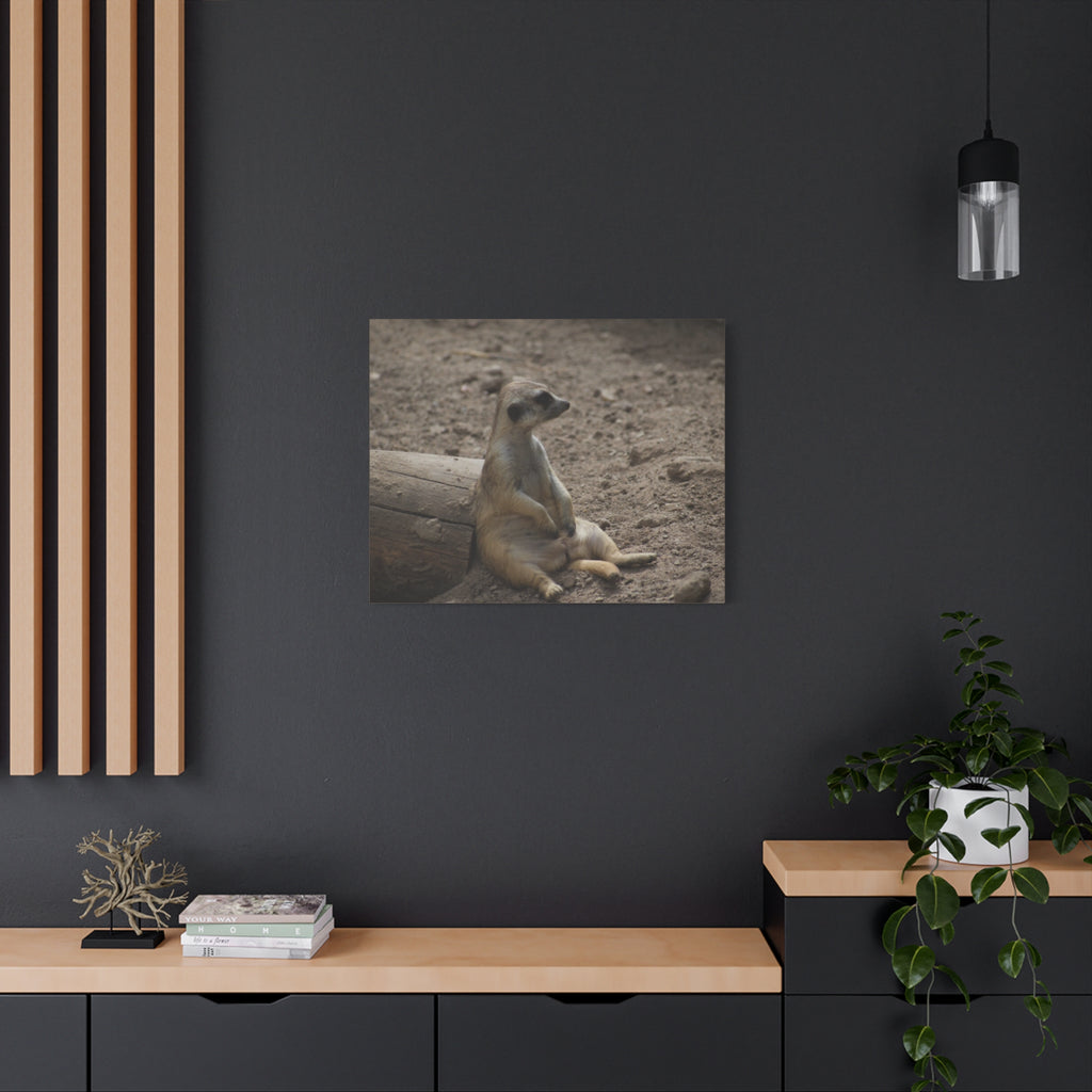 Relaxed Meerkat Matte Canvas Wall Art — Cute Animal Photo Print