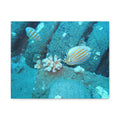 Tropical Butterflyfish Canvas Print — Underwater Coral Reef Wall Art