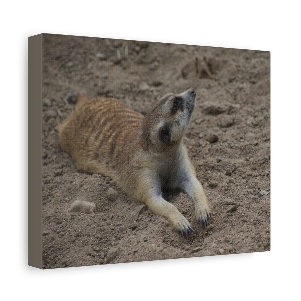 Meerkat Stretch Canvas Wall Art – Relaxed Desert Wildlife Print
