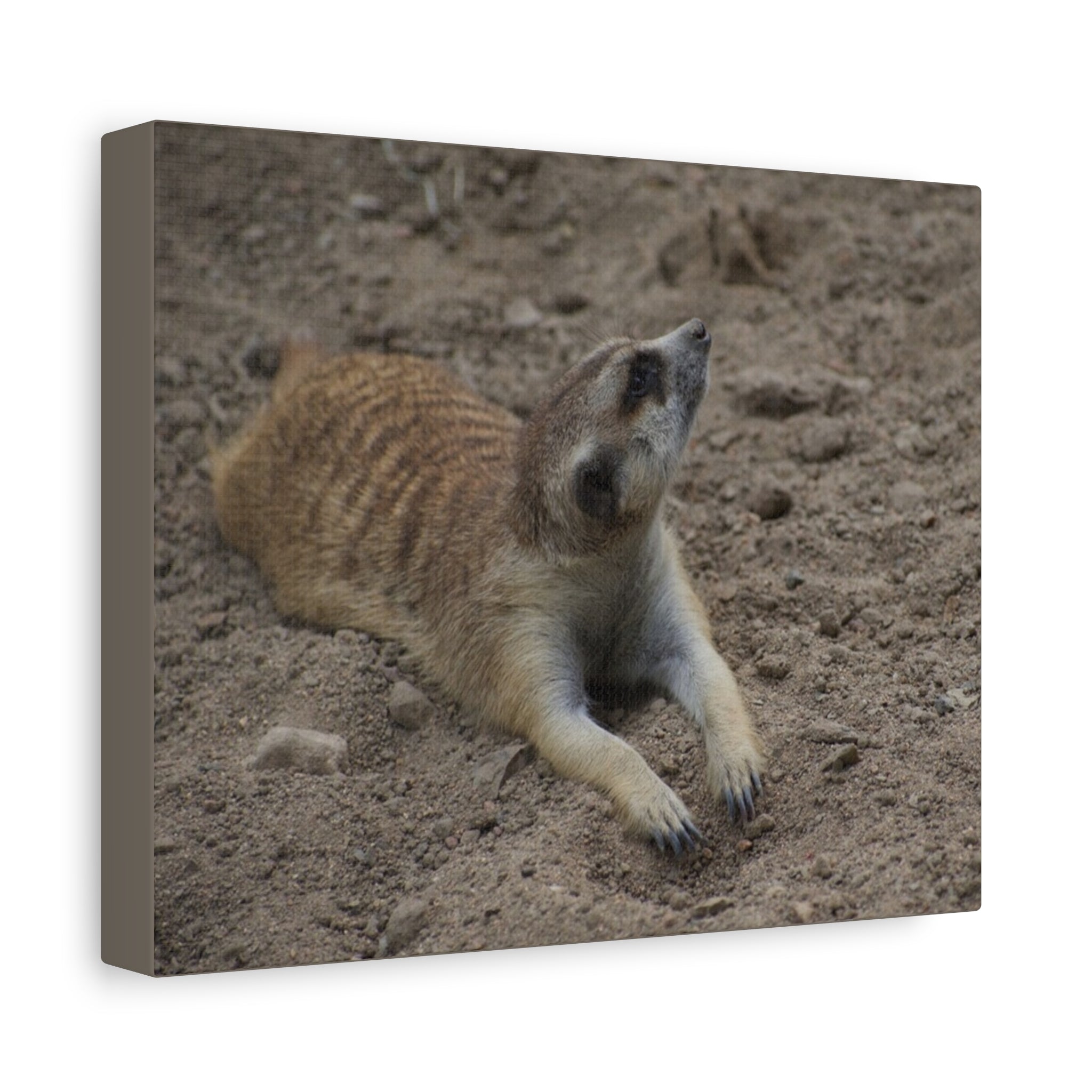 Meerkat Stretch Canvas Wall Art – Relaxed Desert Wildlife Print