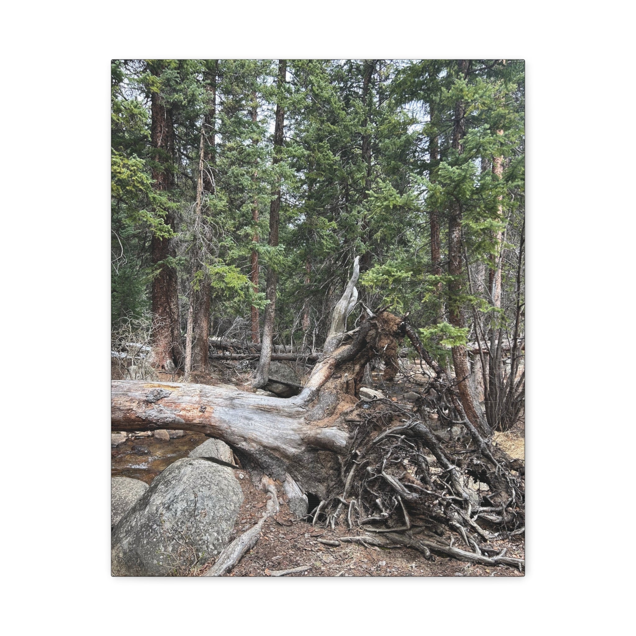 Forest Rootscape Matte Canvas Print — Stretched Wall Art