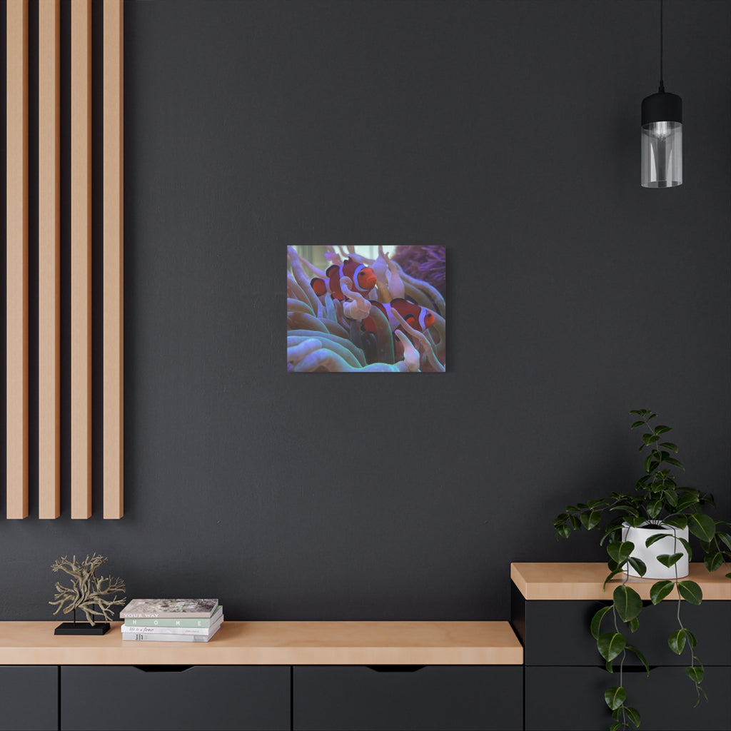 Clownfish Reef Matte Stretched Canvas Wall Art