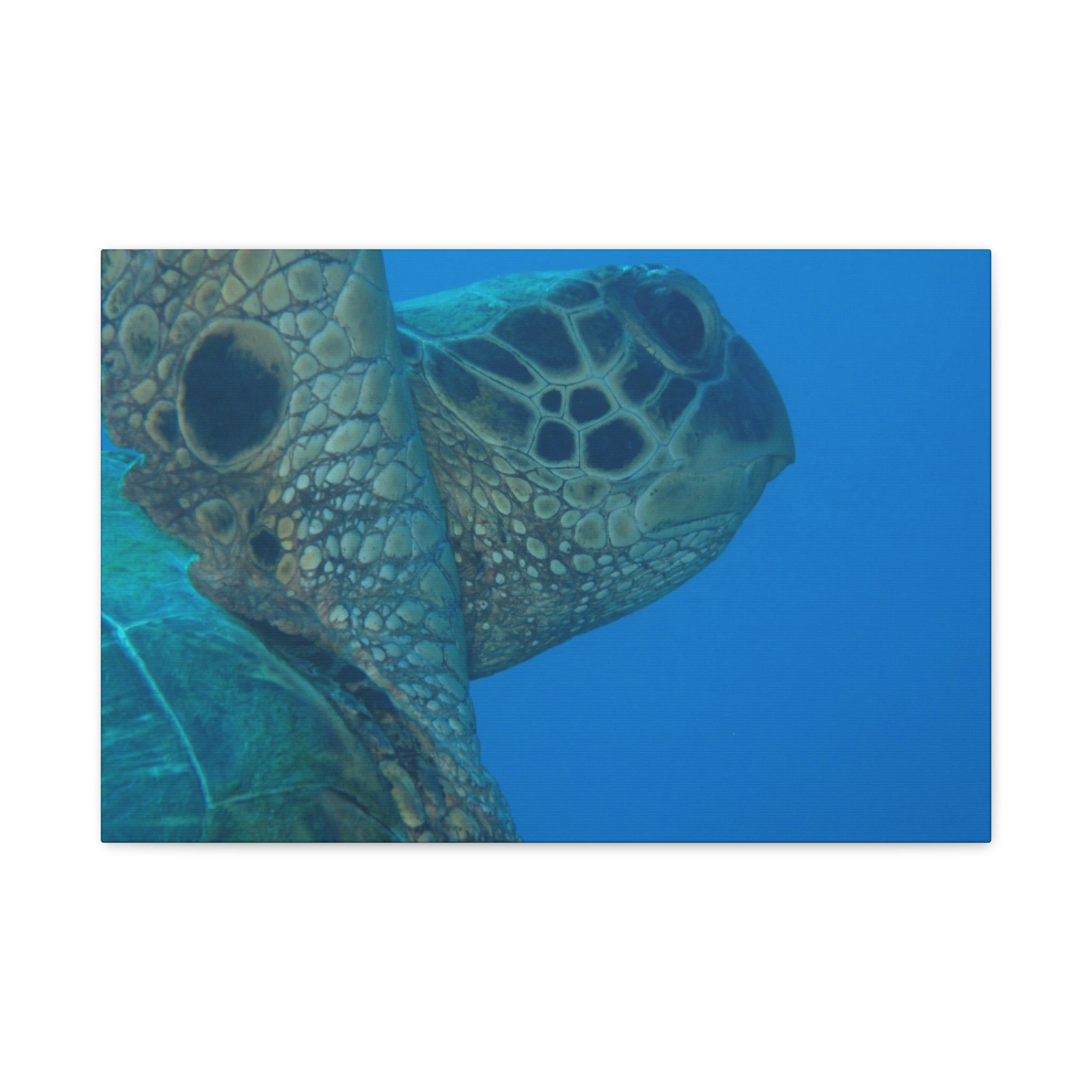 Green Sea Turtle Wall Canvas — Matte Stretched Ocean Photography Art