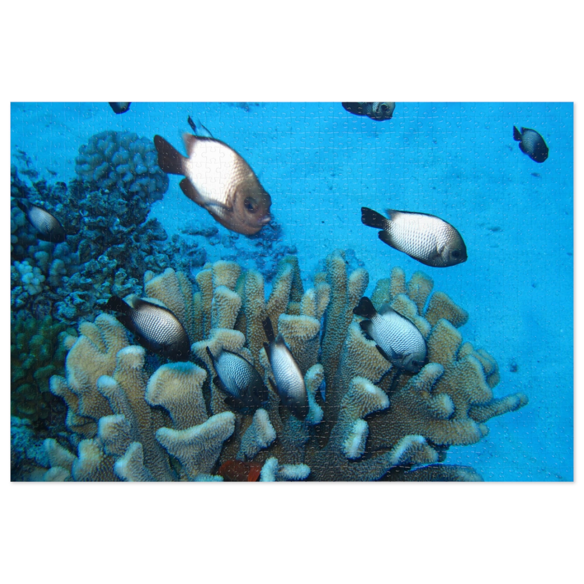 Coral Reef Fish Jigsaw Puzzle (with Tin) - Ocean Puzzle Gift