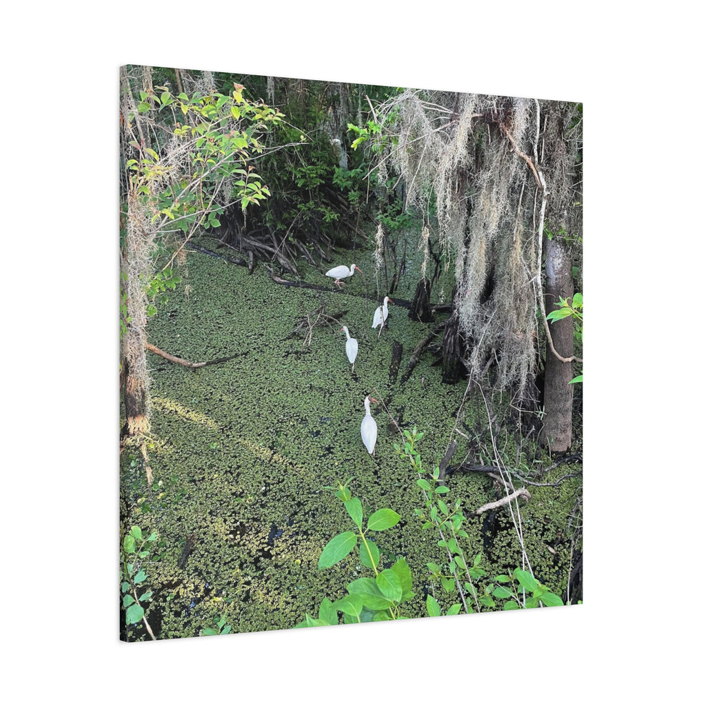 Swamp Egrets Canvas Print — Matte Stretched Nature Wall Art