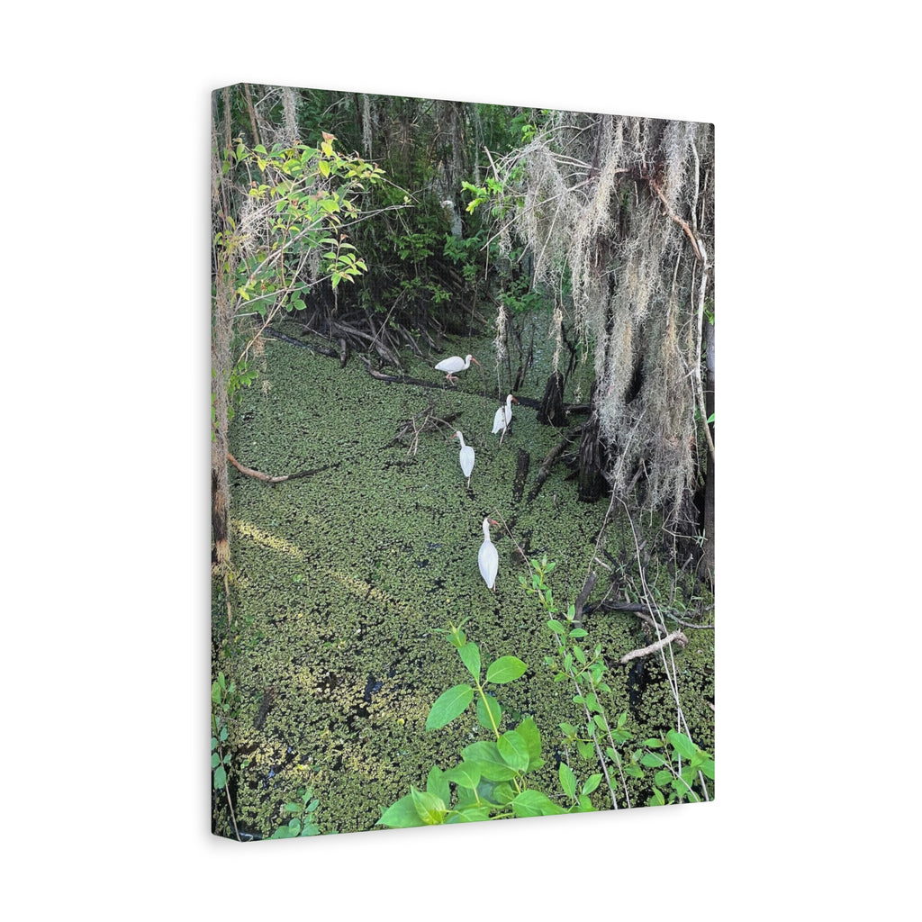 Swamp Egrets Canvas Print — Matte Stretched Nature Wall Art
