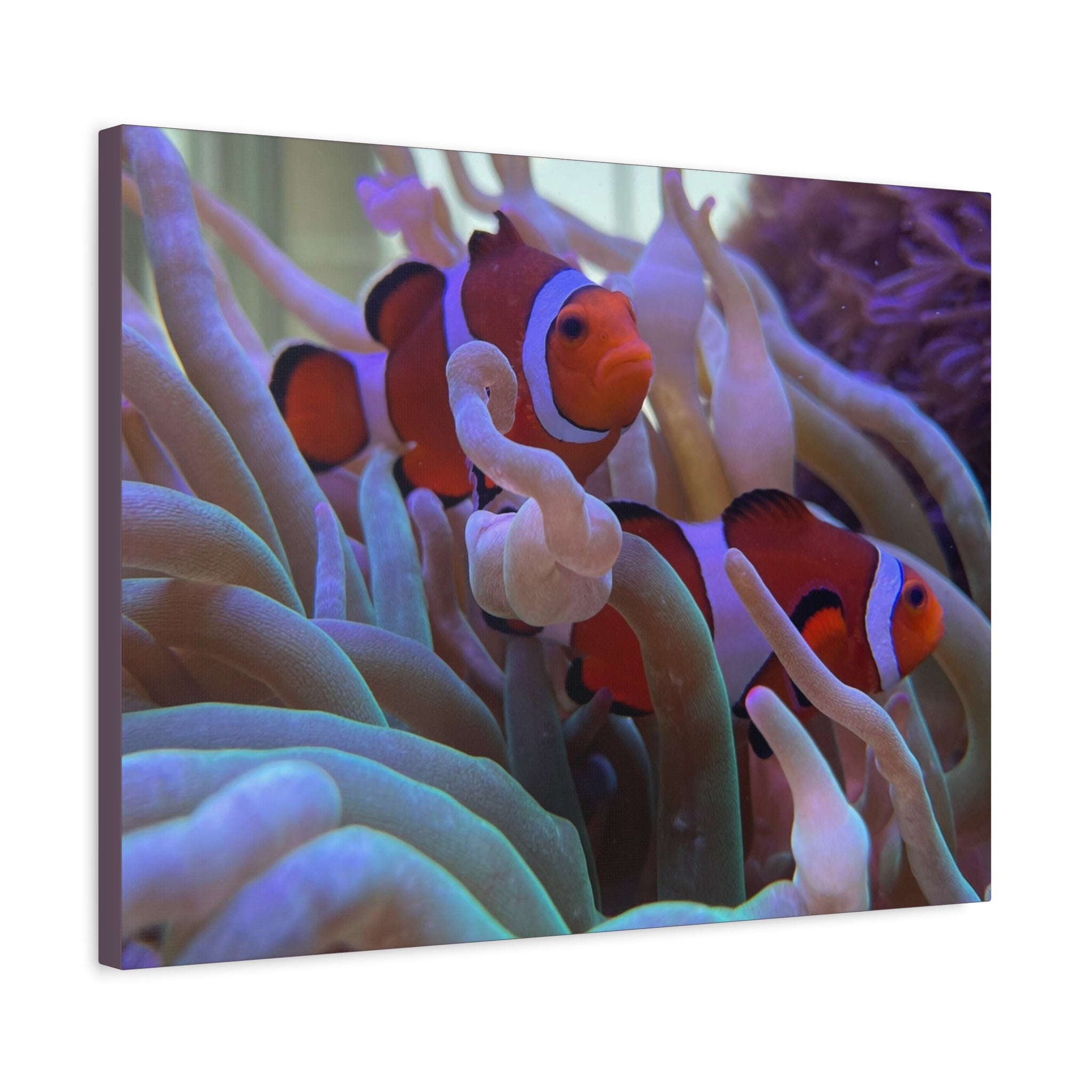 Clownfish Reef Matte Stretched Canvas Wall Art